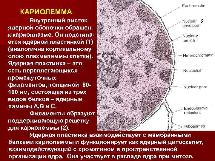 В ядре клетки осуществляется