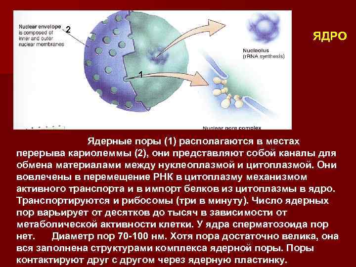 Процессы ядра клетки