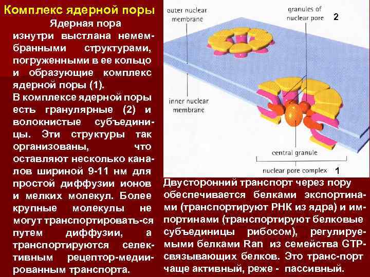 Комплекс ядра. Составные элементы комплекса ядерной поры. Строение ядерной поры. Ядерный поровый комплекс. Комплекс ядерной поры строение.