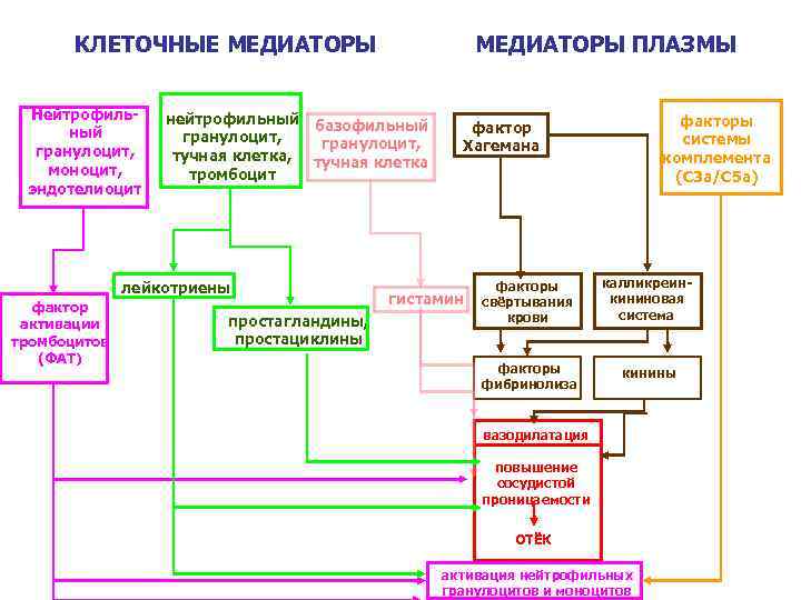 Медиаторы воспаления вызывают схема