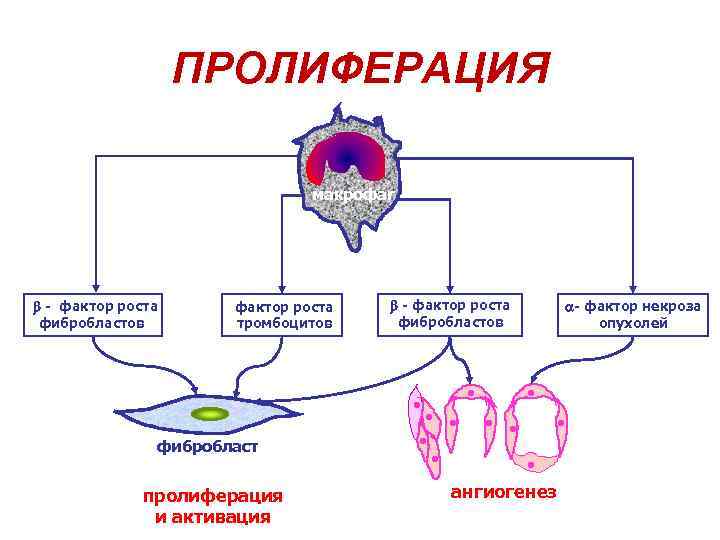 Схема онтогенеза макрофагов