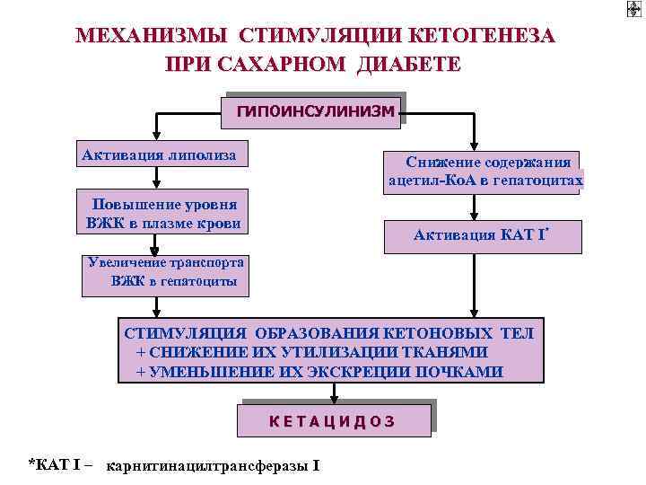 МЕХАНИЗМЫ СТИМУЛЯЦИИ КЕТОГЕНЕЗА ПРИ САХАРНОМ ДИАБЕТЕ ГИПОИНСУЛИНИЗМ Активация липолиза Снижение содержания ацетил-Ко. А в