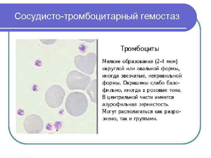 Сосудисто-тромбоцитарный гемостаз 