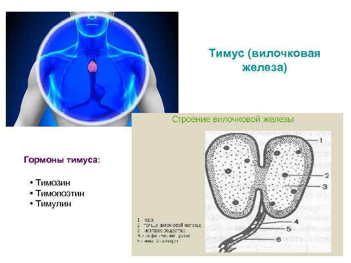    Тимус (вилочковая    железа) Гормоны тимуса: • Тимозин 