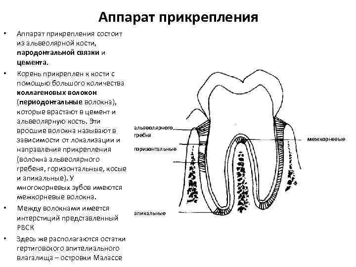 Строение пародонта