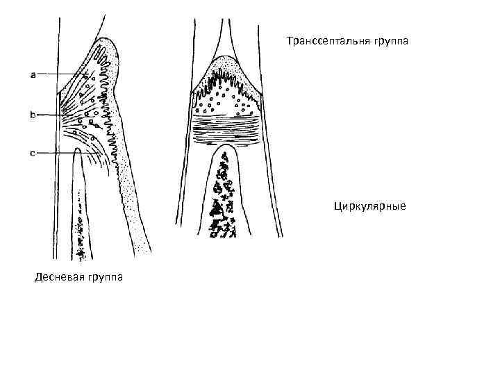 Транссептальня группа Циркулярные Десневая группа Транссептальня группа Циркулярные Десневая группа
