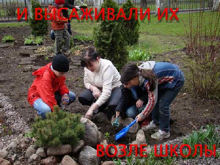 И ВЫСАЖИВАЛИ ИХ ВОЗЛЕ ШКОЛЫ 