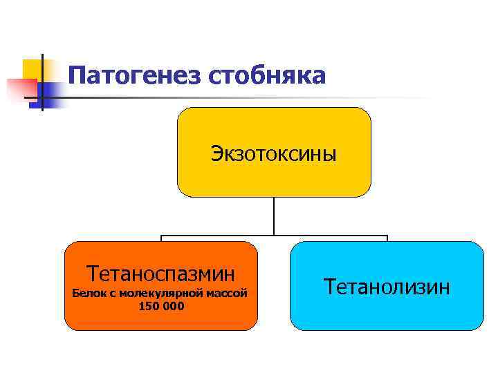 Патогенез стобняка    Экзотоксины  Тетаноспазмин Белок с молекулярной массой  Тетанолизин