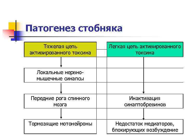 Патогенез стобняка Тяжелая цепь   Легкая цепь активированного токсина Локальные нервно-  мышечные