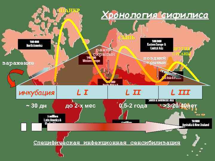     Хронология сифилиса   ШАНКР    