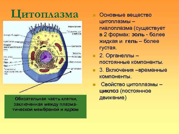 Цитоплазма     n  Основные вещество     