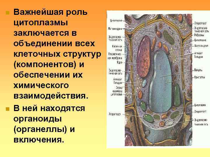 n  Важнейшая роль цитоплазмы заключается в объединении всех клеточных структур (компонентов) и обеспечении