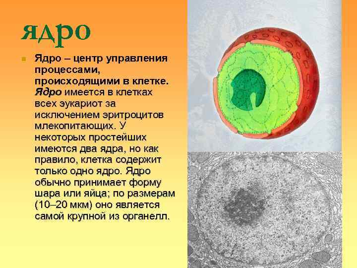 ядро n  Ядро – центр управления процессами, происходящими в клетке.  Ядро имеется