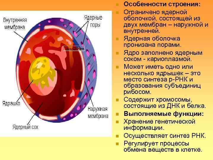 n  Особенности строения: n  Ограничено ядерной оболочкой, состоящей из двух мембран –