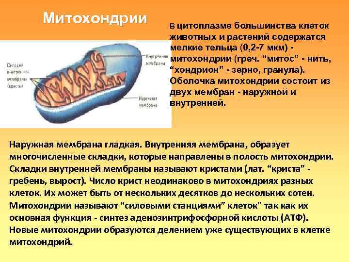  Митохондрии    В цитоплазме большинства клеток     