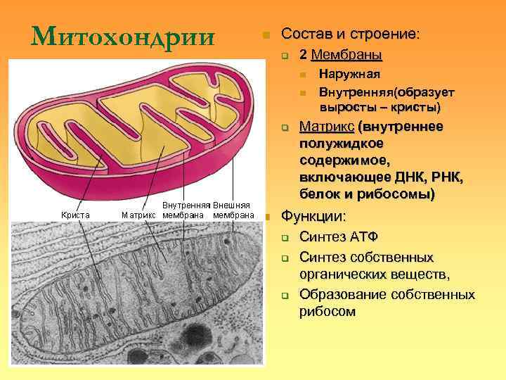 Митохондрии  n  Состав и строение:    q  2 Мембраны