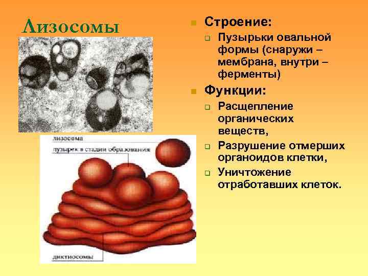     Строение: Лизосомы  n    q  Пузырьки