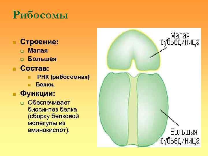 Рибосомы n  Строение: q  Малая q  Большая n  Состав: 