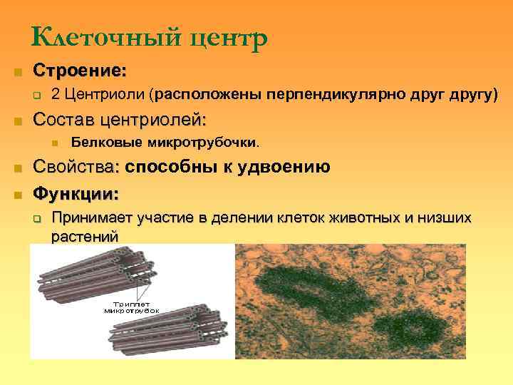   Клеточный центр n  Строение: q  2 Центриоли (расположены перпендикулярно другу)