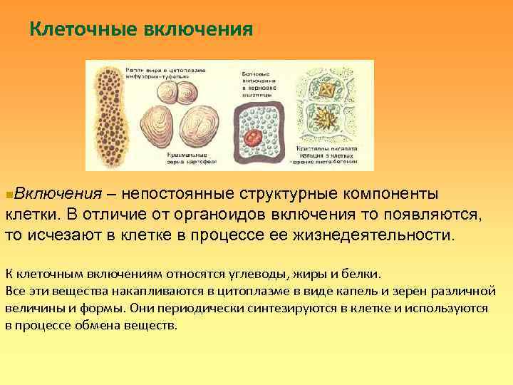   Клеточные включения n. Включения – непостоянные структурные компоненты клетки. В отличие от