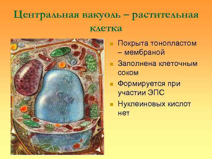 Центральная вакуоль – растительная   клетка   n  Покрыта тонопластом 