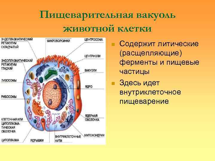 Пищеварительная вакуоль  животной клетки   n  Содержит литические   (расщепляющие)
