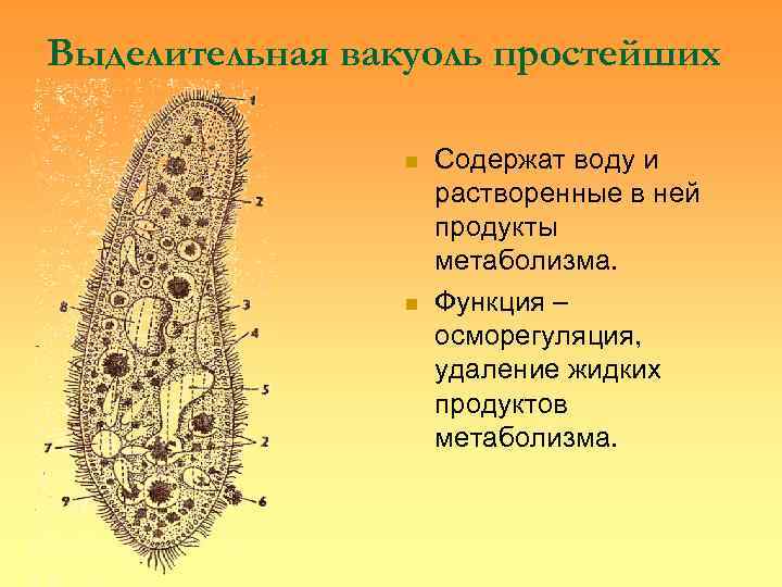 Выделительная вакуоль простейших    n  Содержат воду и   