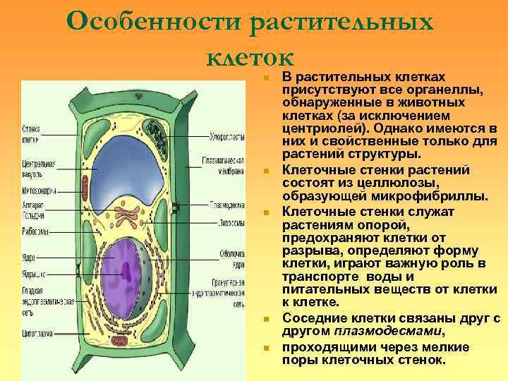 Особенности растительных   клеток   n  В растительных клетках  
