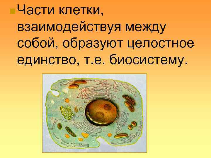 n Части клетки,  взаимодействуя между  собой, образуют целостное  единство, т. е.
