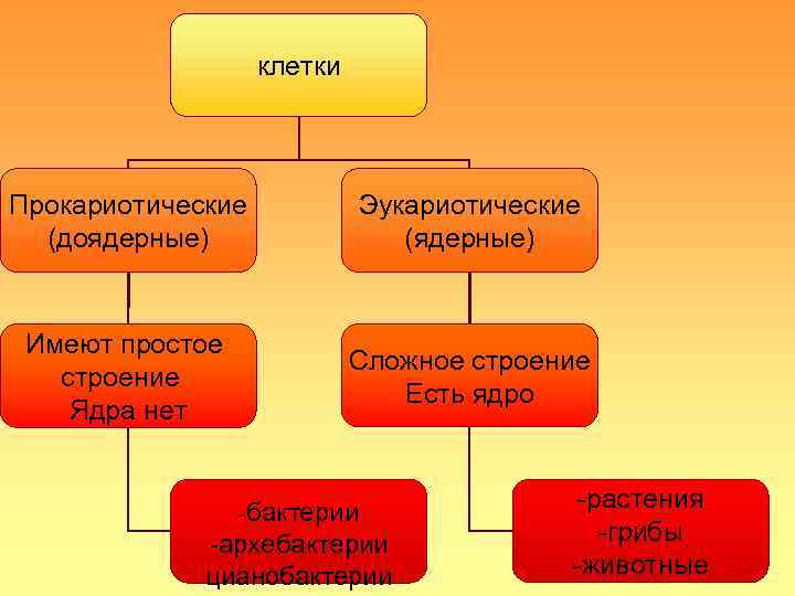     клетки Прокариотические  Эукариотические  (доядерные)   (ядерные) 