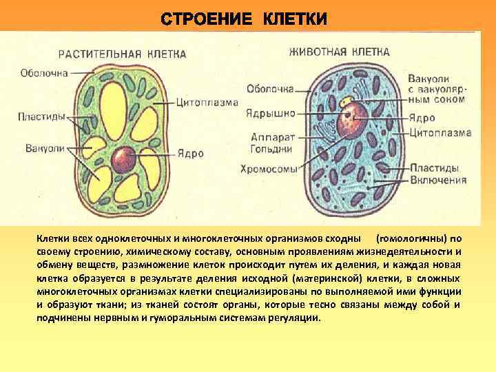 Клетки всех одноклеточных и многоклеточных организмов сходны (гомологичны) по своему строению, химическому составу, основным