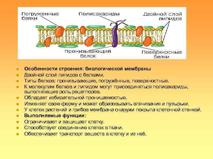 n  Особенности строения: биологической мембраны n  Двойной слой липидов с белками. 