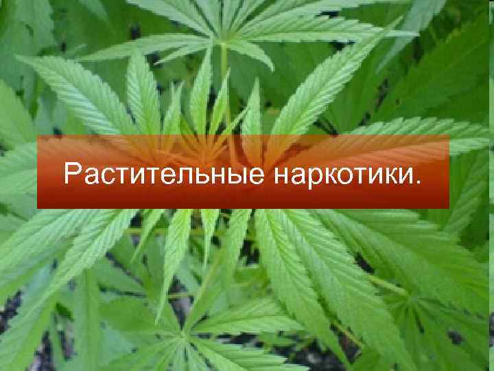 Растительные наркотики. 
