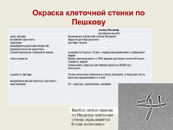    Окраска клеточной стенки по     Пешкову  