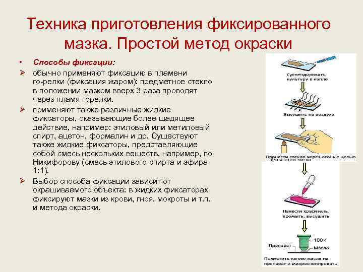  Техника приготовления фиксированного  мазка. Простой метод окраски • Способы фиксации: Ø обычно