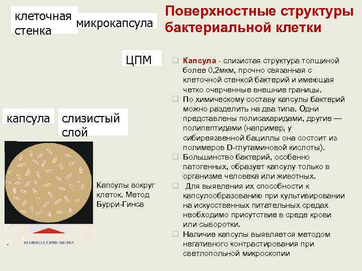  клеточная   Поверхностные структуры  микрокапсула бактериальной клетки стенка   