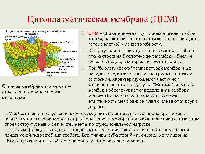    Цитоплазматическая мембрана (ЦПМ)      q ЦПМ –