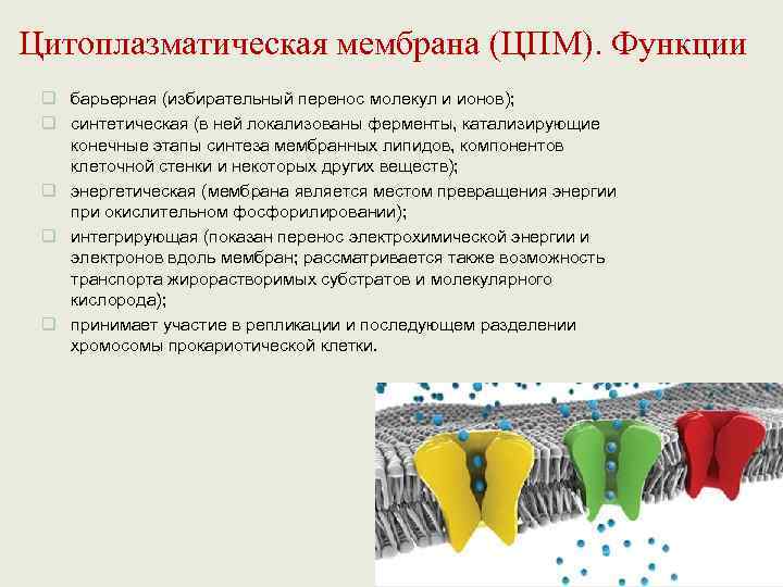 Цитоплазматическая мембрана (ЦПМ). Функции q барьерная (избирательный перенос молекул и ионов);  q синтетическая