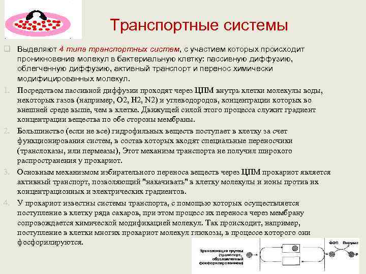       Транспортные системы q Выделяют 4 типа транспортных систем,