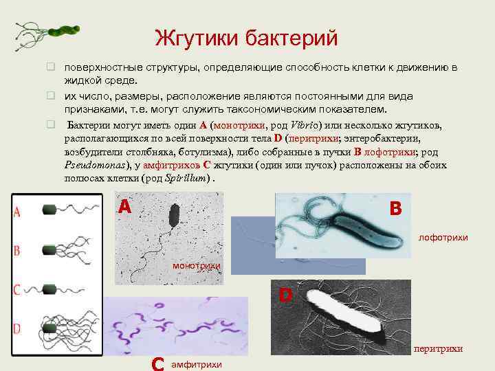     Жгутики бактерий q поверхностные структуры, определяющие способность клетки к движению