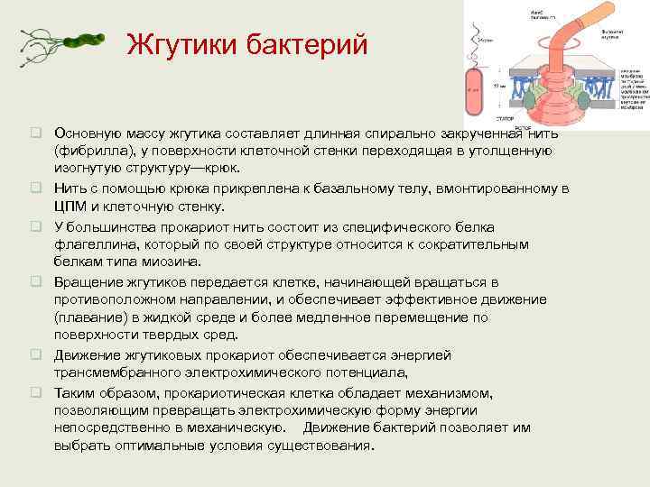   Жгутики бактерий  q Основную массу жгутика составляет длинная спирально закрученная нить