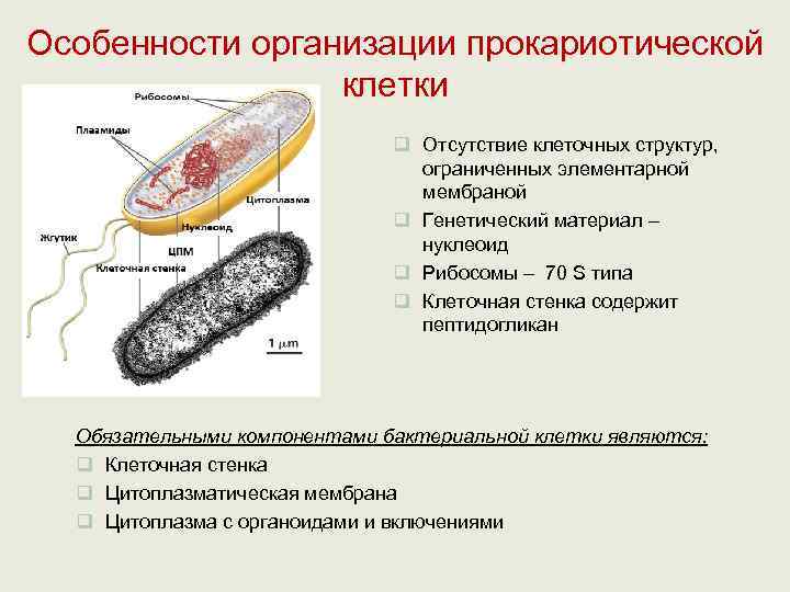 Особенности организации прокариотической    клетки      q Отсутствие