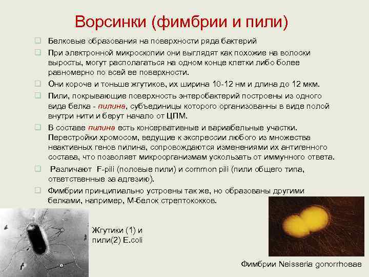    Ворсинки (фимбрии и пили) q Белковые образования на поверхности ряда бактерий