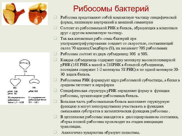    Рибосомы бактерий q Рибосома представляет собой компактную частицу специфической  формы,