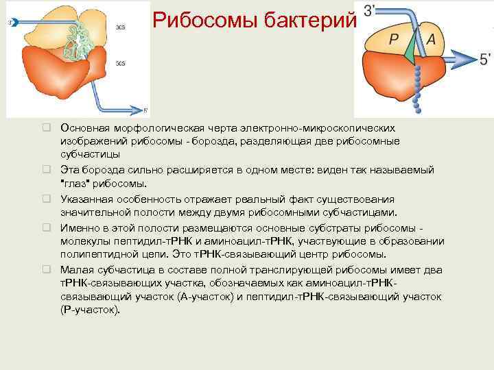     Рибосомы бактерий  q Основная морфологическая черта электронно микроскопических 