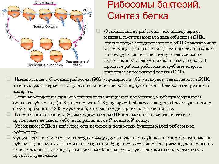 Механизмы нарушения синтеза белков