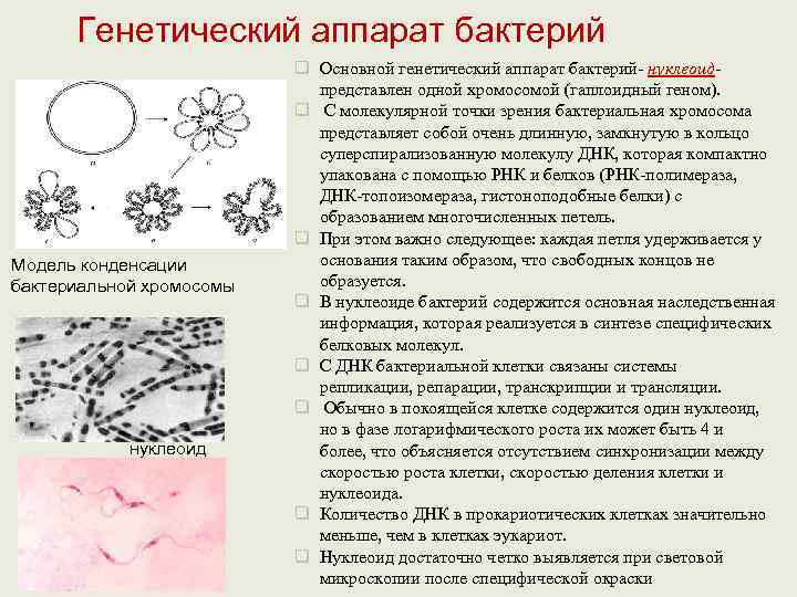  Генетический аппарат бактерий      q Основной генетический аппарат бактерий