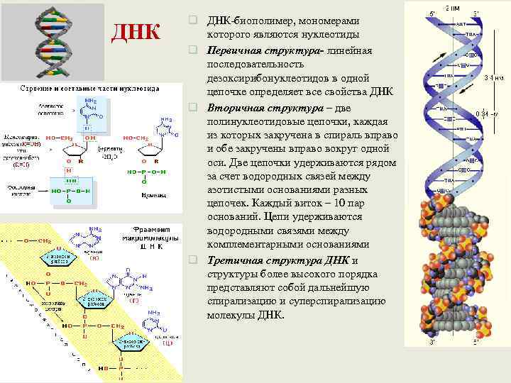  q ДНК биополимер, мономерами ДНК которого являются нуклеотиды  q Первичная структура- линейная