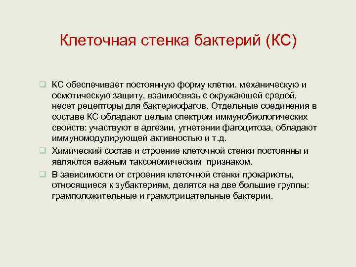   Клеточная стенка бактерий (КС) q КС обеспечивает постоянную форму клетки, механическую и