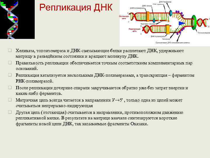    Репликация ДНК  q Хеликаза, топоизомераза и ДНК связывающие белки расплетают